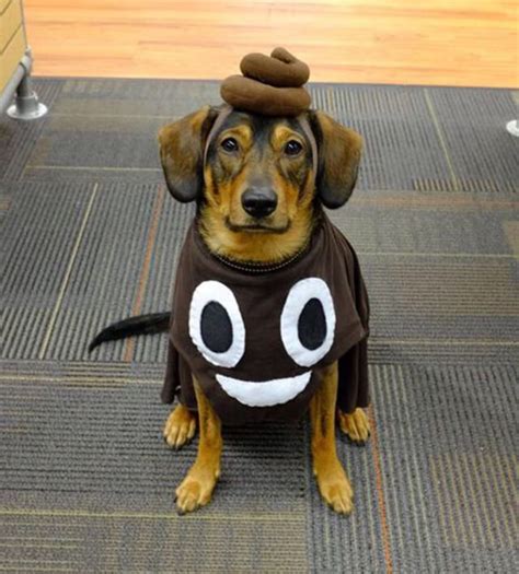 dog halloween costumes large dogs|homemade large dog halloween costumes.